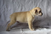 Beabull Puppy For Sale Male Abel Millersburg, Ohio