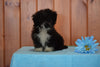 Shinese Female Puppy Sophie For Sale Fredericksburg, Ohio
