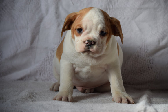 Beabull Puppy For Sale Male Arthur Millersburg, Ohio