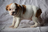 Beabull Puppy For Sale Male Arthur Millersburg, Ohio