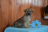 Shinese Female Puppy Kimberly For Sale Fredericksburg, Ohio