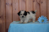 Shinese Female Puppy Kaylee For Sale Fredericksburg, Ohio