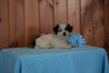Shinese Female Puppy Kaylee For Sale Fredericksburg, Ohio