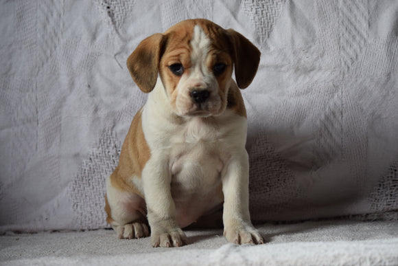 Beabull Puppy For Sale Female Abigail Millersburg, Ohio