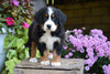 AKC Registered Bernese Mountain Puppy For Sale Millersburg Ohio Female Chloe