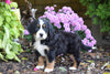 AKC Registered Bernese Mountain Puppy For Sale Millersburg Ohio Female Chloe