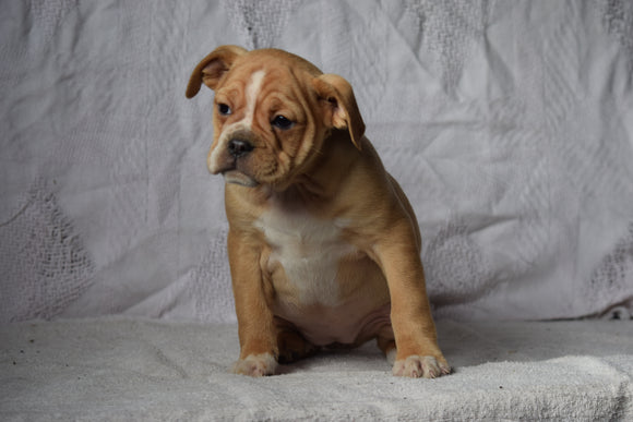 Beabull Puppy For Sale Female Autumn Millersburg, Ohio