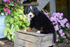 AKC Registered Bernese Mountain Puppy For Sale Millersburg Ohio Male Elmo