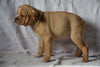 Beabull Puppy For Sale Female Autumn Millersburg, Ohio