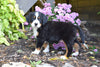 AKC Registered Bernese Mountain Puppy For Sale Millersburg Ohio Male Grady