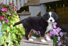 AKC Registered Bernese Mountain Puppy For Sale Millersburg Ohio Male Grady