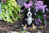 AKC Registered Bernese Mountain Puppy For Sale Millersburg Ohio Male Diesel