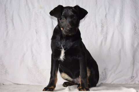 Sheprador Puppy For Sale Male Biscuit Millersburg, Ohio