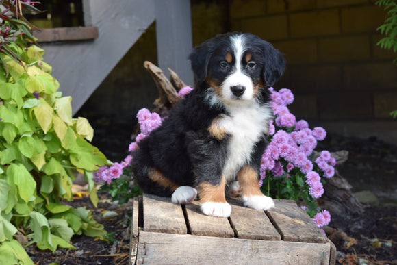 AKC Registered Bernese Mountain Puppy For Sale Millersburg Ohio Male Rambo
