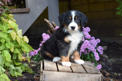 AKC Registered Bernese Mountain Puppy For Sale Millersburg Ohio Male Rambo