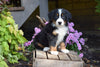 AKC Registered Bernese Mountain Puppy For Sale Millersburg Ohio Male Rambo