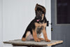 AKC German Shepherd  For Sale Baltic Ohio Female- Sophia