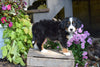 AKC Registered Bernese Mountain Puppy For Sale Millersburg Ohio Male Rambo