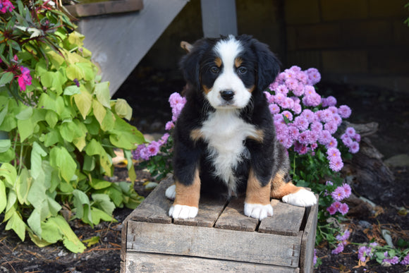 AKC Registered Bernese Mountain Puppy For Sale Millersburg Ohio Female Sadie