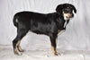 Sheprador Puppy For Sale Female Bitsy Millersburg, Ohio