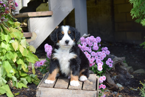 AKC Registered Bernese Mountain Puppy For Sale Millersburg Ohio Male Jake