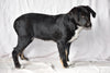 Sheprador Puppy For Sale Female Bridget Millersburg, Ohio
