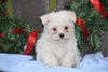 ACA Registered Maltese Puppy For Sale Male Mitch Millersburg, Ohio