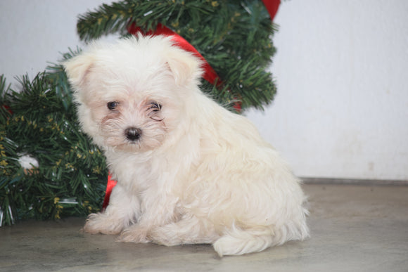 ACA Registered Maltese Puppy For Sale Male Mario Millersburg, Ohio