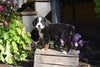 AKC Registered Bernese Mountain Puppy For Sale Millersburg Ohio Female Bella
