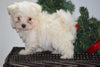 ACA Registered Maltese Puppy For Sale Male Mitch Millersburg, Ohio