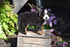 AKC Registered Bernese Mountain Puppy For Sale Millersburg Ohio Female Bella