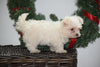 ACA Registered Maltese Puppy For Sale Male Mario Millersburg, Ohio