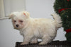 ACA Registered Maltese Puppy For Sale Male Mario Millersburg, Ohio