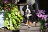 AKC Registered Bernese Mountain Puppy For Sale Millersburg Ohio Male Buster