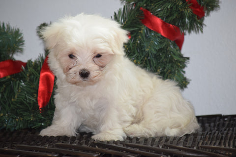 ACA Registered Maltese Puppy For Sale Male Milo Millersburg, Ohio