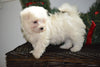ACA Registered Maltese Puppy For Sale Male Milo Millersburg, Ohio
