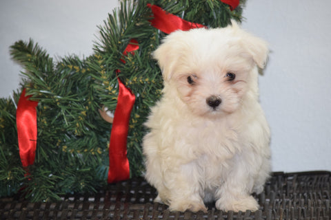 ACA Registered Maltese Puppy For Sale Female Maple Millersburg, Ohio