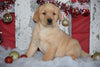 Golden Labrador Puppy For Sale Male Conner Apple Creek, Ohio