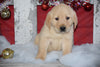 Golden Labrador Puppy For Sale Male Kermit Apple Creek, Ohio