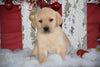 Golden Labrador Puppy For Sale Female Crissy Apple Creek, Ohio