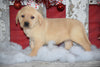 Golden Labrador Puppy For Sale Female Crissy Apple Creek, Ohio