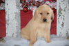 Golden Labrador Puppy For Sale Female Kati Apple Creek, Ohio