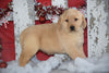 Golden Labrador Puppy For Sale Female Kati Apple Creek, Ohio
