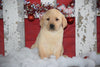 Golden Labrador Puppy For Sale Female Casey Apple Creek, Ohio
