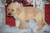 Golden Labrador Puppy For Sale Female Casey Apple Creek, Ohio