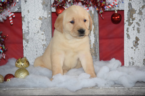 Golden Labrador Puppy For Sale Female Carley Apple Creek, Ohio