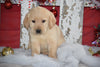 Golden Labrador Puppy For Sale Male Kyle Apple Creek, Ohio