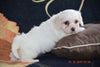 Coton de Tulear Puppy For Sale Female Crystal Apple Creek, Ohio