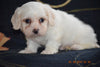 Coton de Tulear Puppy For Sale Female Crystal Apple Creek, Ohio