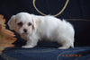 Coton de Tulear Puppy For Sale Female Crystal Apple Creek, Ohio